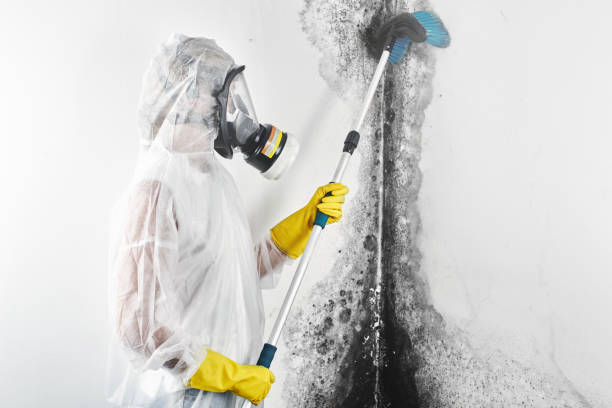 Best Emergency Mold Remediation  in Hildale, UT