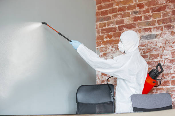 Best Environmental Consulting for Mold Prevention  in Hildale, UT