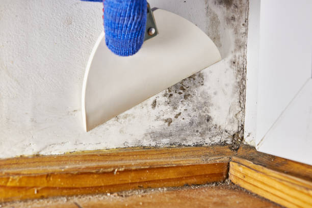 Best Emergency Mold Remediation  in Hildale, UT