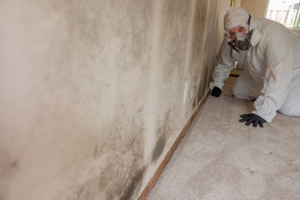 Best Dehumidification Services  in Hildale, UT